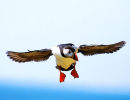 Puffin